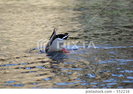 Duck dive 552216