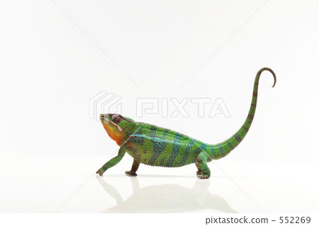 chameleon 552269
