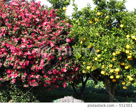 Satsuka and summer orange Satsuka and summer orange 552301