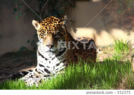 Jaguar 552375