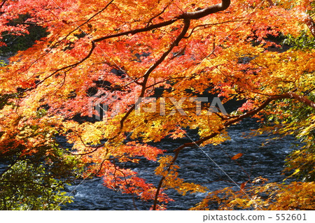 Kyoto Autumn Leaves (Uji River) 552601