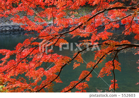 京都秋葉（宇治河） 552603