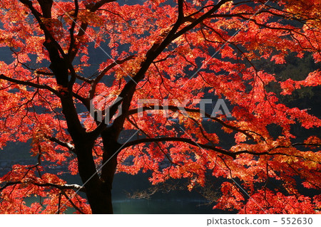 Kyoto Autumn Leaves (Uji River) Kyoto Autumn Leaves (Uji River) 552630