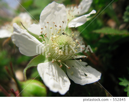 覆盆子花開了花 覆盆子花開了花 552845