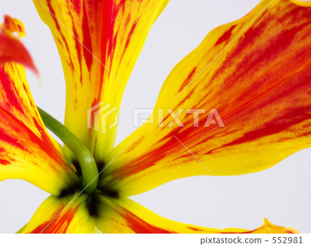 Gloriosa Gloriosa 552981