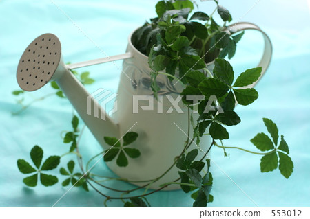 Houseplant Sugar Bine 4 553012