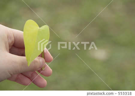Hands with a heart-shaped leaf tap Hands with a heart-shaped leaf tap 553318