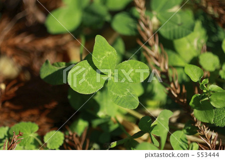 四葉三葉草 四葉三葉草 553444