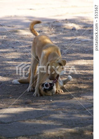 Dog fiddling 553567
