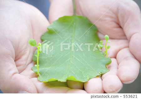 leaf, growth, natural environment 553621
