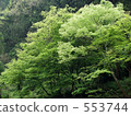 takachiho, forest, wood 553744