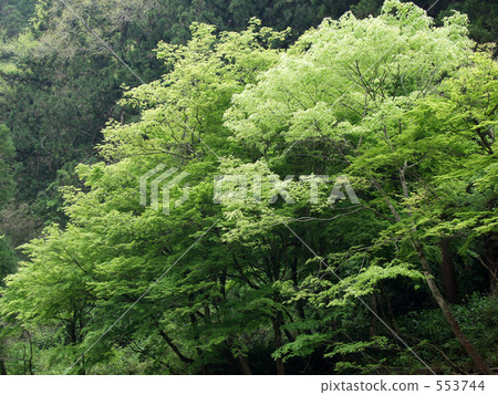 takachiho, forest, wood 553744
