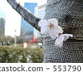 Urban cherry tree 553790