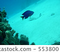 Coral reef fish 553800