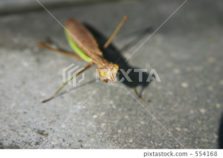A mantis mantis A mantis mantis 554168