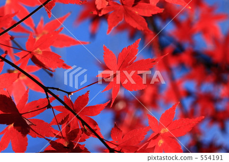 Late Autumn Ueno Park Late Autumn Ueno Park 554191