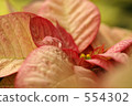 poinsettia, bloom, blossom 554302