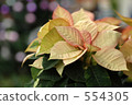 poinsettia, bloom, blossom 554305