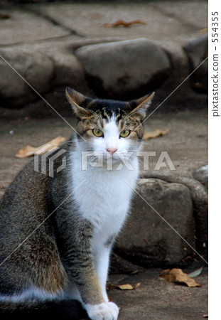 有什麼事嗎？ 554355