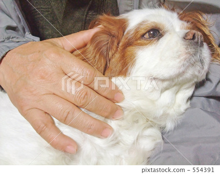 Senior hand stroking the dog 554391