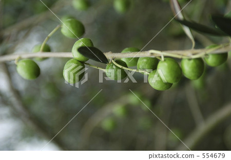 Olive Olive 554679
