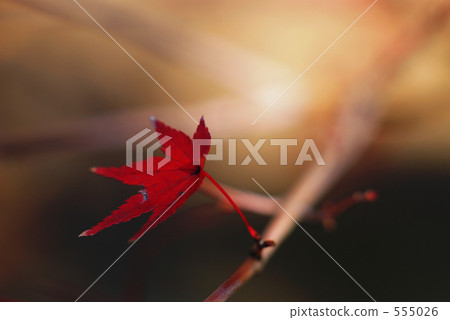 Momiji autumn leaves Momiji autumn leaves 555026