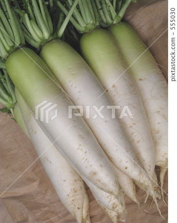 Radish harvest 555030