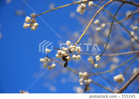 Fruit of the Nankinhase 555245