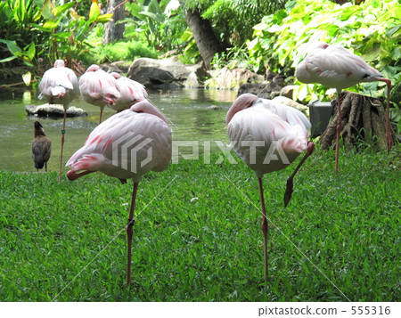 Flamingo Flamingo 555316
