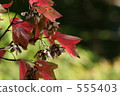 楓樹 紅楓 楓葉 555403