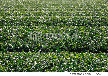 茶園 茶園 555766