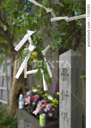 牽牛花 556089