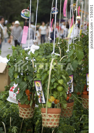 牽牛花 556091