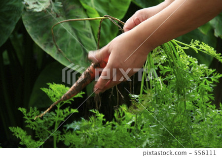 Hands to harvest carrots 556111