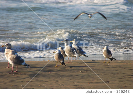 Seagulls Seagulls 556248
