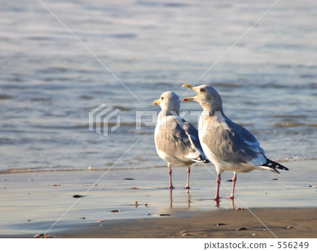 Seagull warning Seagull warning 556249
