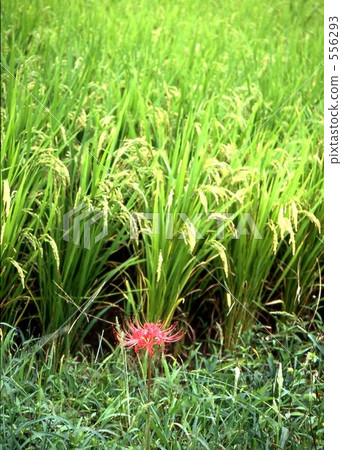 paddy, rural districts, cluster amaryllis 556293