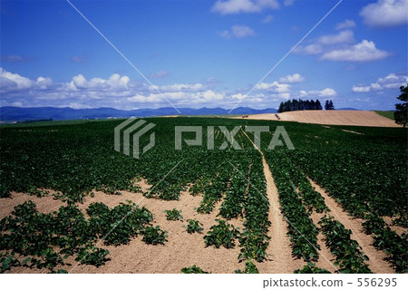 shinei no oka, summer clouds, bieicho 556295