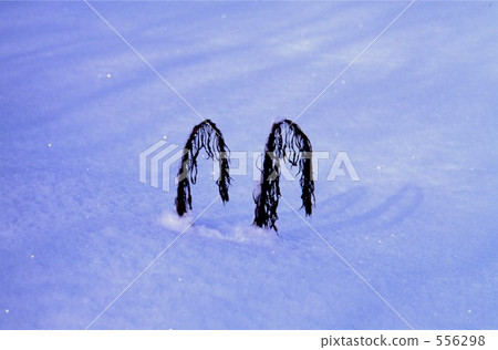 積雪覆蓋 積雪覆蓋的地面 積雪 556298