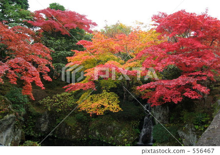 Autumn leaves of Hakone Art Museum Autumn leaves of Hakone Art Museum 556467