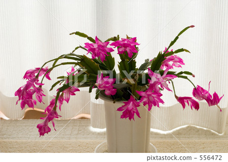 Shakobasabonten at the window Shakobasabonten at the window 556472