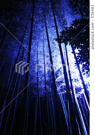 嵐山花道〜藍竹林 556481