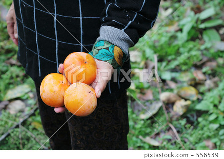 A gift from nature 556539