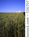 wheat field, wheatfield, bieicho 556707