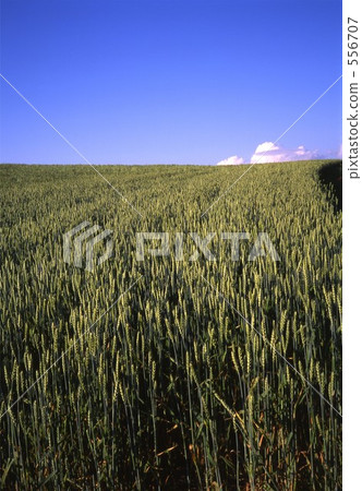 wheat field, wheatfield, bieicho 556707