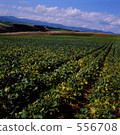 potato field, bieicho, hill 556708