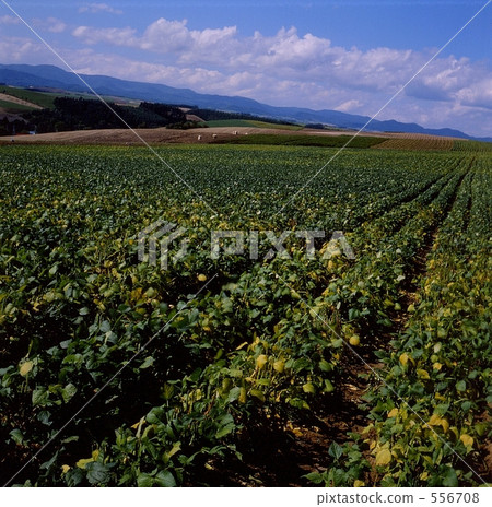 potato field, bieicho, hill 556708