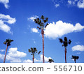 coconut palm, altocumulus cloud, day 556710