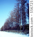 japanese larch, forest, grove of trees 556725