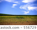 harvest, hill, field 556729